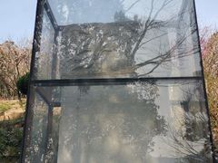 -香雪海