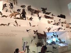 -墨尔本博物馆(Melbourne Museum)