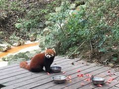-成都大熊猫繁育研究基地