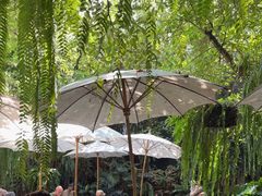 -Fern Forest Cafe