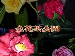 -金花茶公园