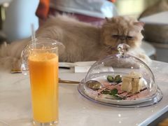 -飞行喵MR PILOT|猫舍·猫咖(静安大融城店)