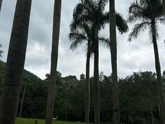 -深圳仙湖植物园