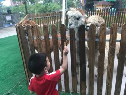 点击看大图 -萌宠亲子动物乐园(槐房万达店)