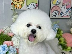 -翊宠yipet猫狗购宠庄园犬舍•猫舍