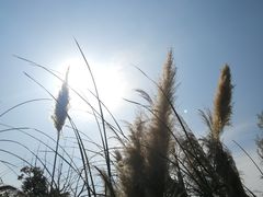 -三垟湿地