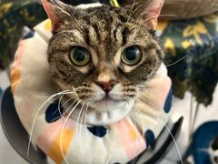 -平行世界·猫咖(首经贸店)