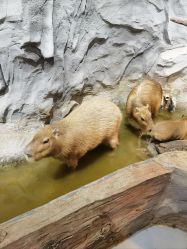 -Zoolung Zoolung动物主题公园(海信广场店)