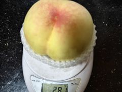 -老袁家蜜桃农场·阳山水蜜桃