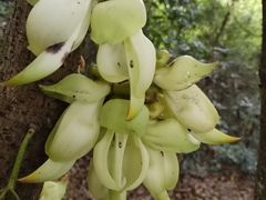 -火炉山森林公园