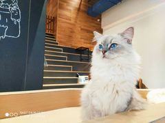 -瞄一喵猫咖(格力海岸店)