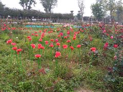 -武汉紫薇都市田园