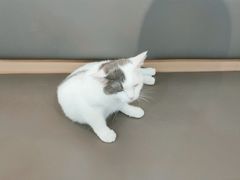 -喵园·猫主题咖啡厅·撸猫·猫咖(国贸店)