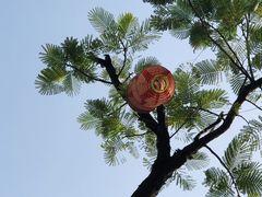 -长洲岛