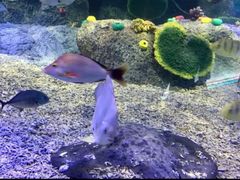 -沙沙哗啦海洋馆(华宇百花谷店)
