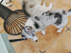 -Let's go狗咖·猫咖·奶狗·桌游(春熙路IFS店)