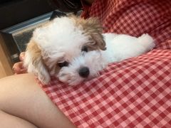 -帕帕拉兹宠物(亚洲旗舰店)