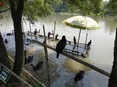 -长兴太湖图影湿地文化园