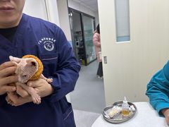 -中农国际动物医院24小时·猫科·骨科·急重症中心