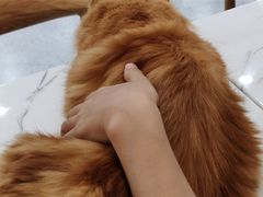 -喵园·猫主题咖啡厅·撸猫·猫咖(国贸店)