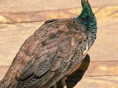 -哈尔滨北方森林动物园