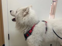 -瑞派康怡24h宠物医院·犬猫医疗中心·微创绝育(瑞景分院)