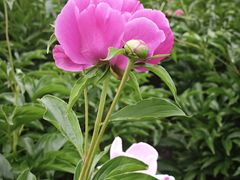 -黑龙江省森林植物园