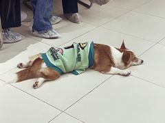 -怪兽屋·羊驼·猫咖·狗咖(俊华广场店)