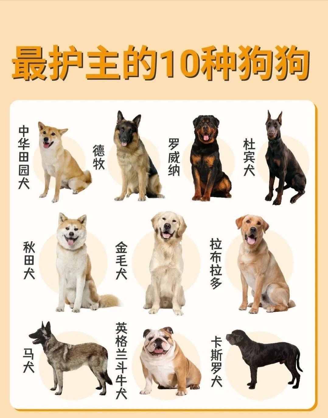 最护主的狗狗,你家有吗