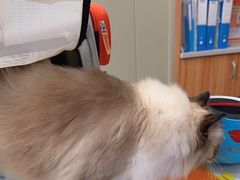 -创凡宠物医院·骨专科  猫科中心(西乡分院)