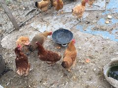 -南汇老顾农家乐采摘大团水蜜桃采摘店