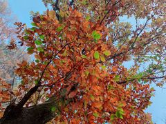 -终南山南五台景区