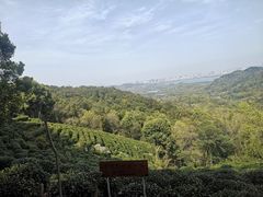 -龙井壹号·茶缘山景宴(龙井村店)