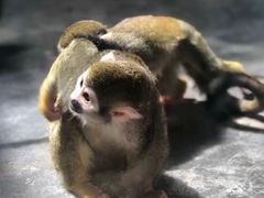 -西安秦岭野生动物园