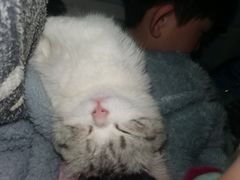 -宠颐生嘉德动物医院