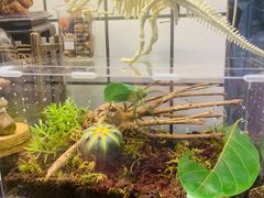 -Rabbit Cafe私房西餐甜点咖啡(栖霞路店)