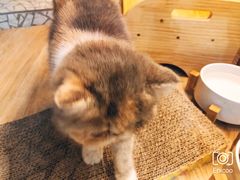 -momokira米努特·德文卷毛猫·棉花面纱犬