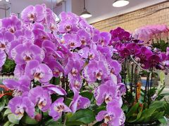 -双季花艺园艺市场(浦东店)
