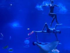 -烟台海昌鲸鲨海洋公园