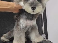 -翊宠yipet猫狗购宠庄园犬舍•猫舍