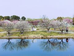 -花开海上生态园