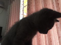 -佳怡动物医院·平价24小时·猫专科骨外科