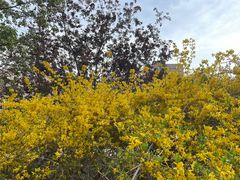 -元大都城垣遗址公园