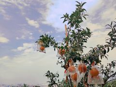 -广州莲花山旅游区