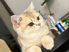 -琪喵猫屋·撸猫猫咖·猫舍