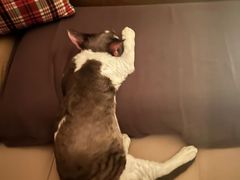 -momokira米努特·德文卷毛猫·棉花面纱犬