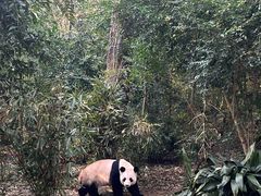 景点-成都大熊猫繁育研究基地