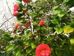 -青花椒花椒鱼(合生汇店)