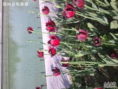 -石家庄市植物园