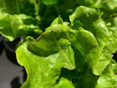 -打酱友•斑鱼海鲜粥火锅(吴桥店)